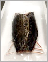 生から焼いたカツオたたき